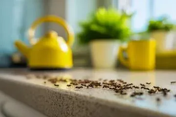 Ant Season on Cape Cod: When Do Ants Become a Problem and What to Do About It