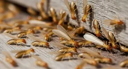 termite swarmers