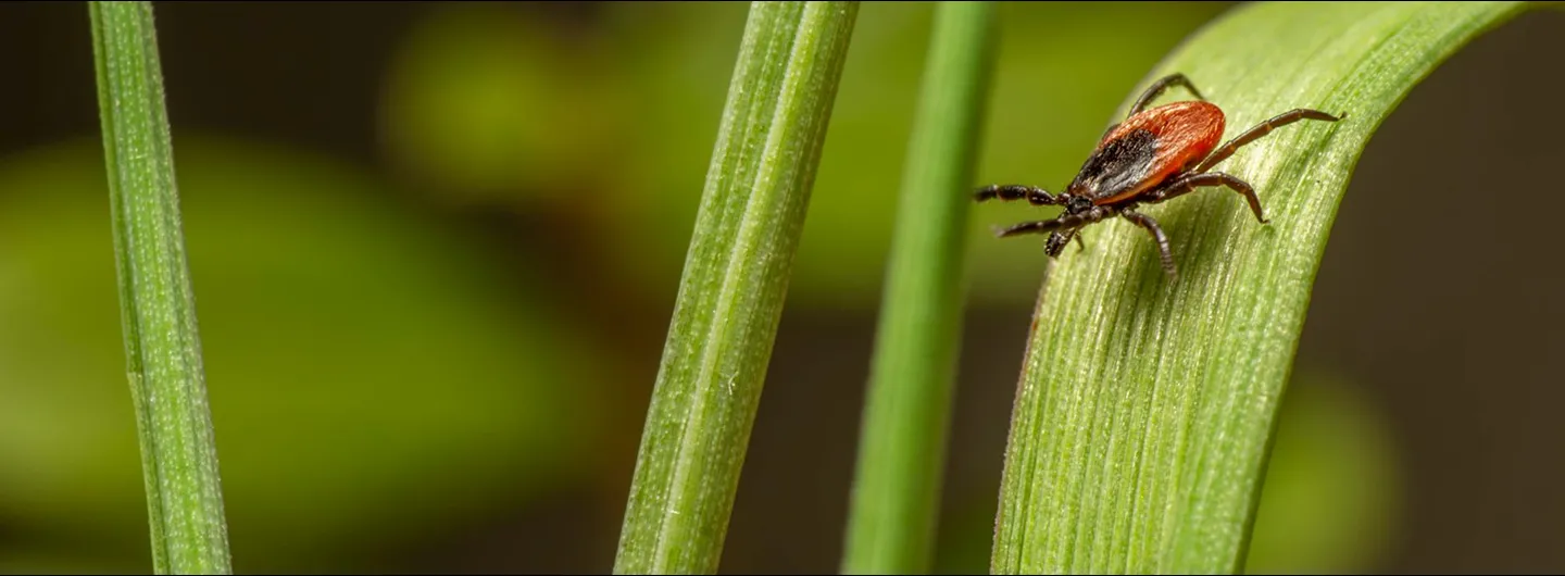 Tick on a leaf