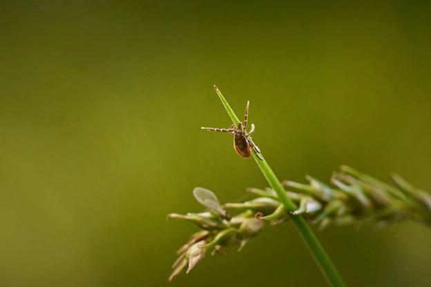 Bug-Proof Your Vacation Home with Pest Control in Lake Country