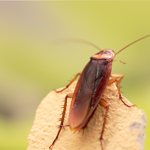 Garland, TX Cockroach Control: How to Keep These Pests in Check