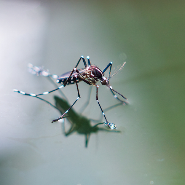 Is Mosquito Squad the Right Choice for Mosquito Control in Merton, WI?