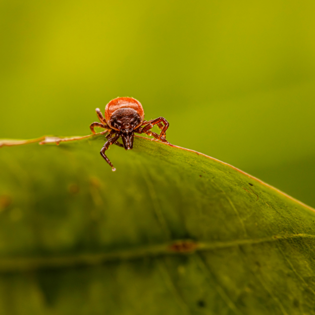 Do You Need Tick Control in Sussex? Mosquito Squad Has Your Back!