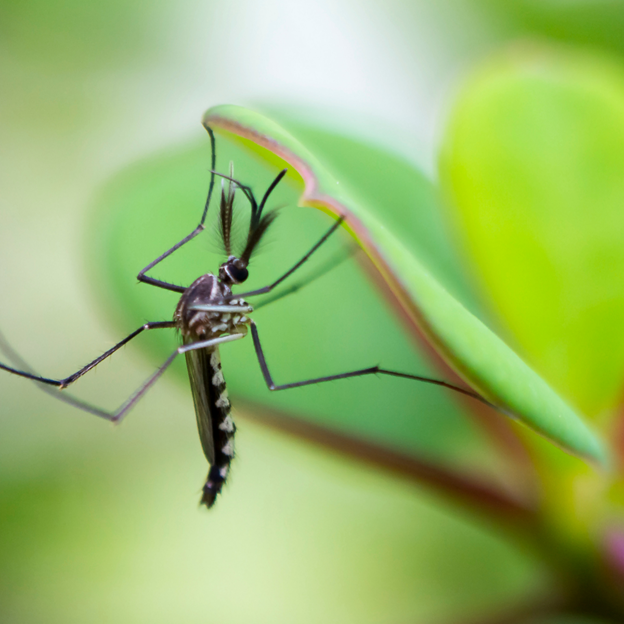 Is Mosquito Squad the Right Choice for Mosquito Treatment Near Me?