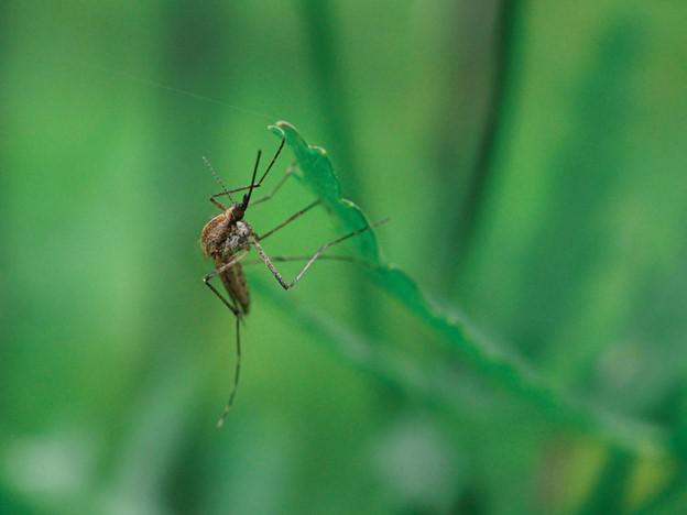 Learn Why So Many People Trust Us for Waukesha Mosquito Control