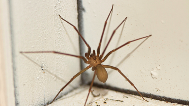 Top Entry Points Spiders Use To Get Into Your Home