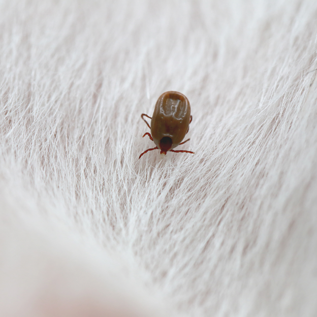 Mosquito Squad offers Powerful Tick Control in Brookfield!