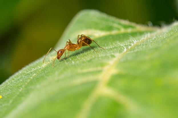 Dallas Ant Control That Works as Hard as You Do