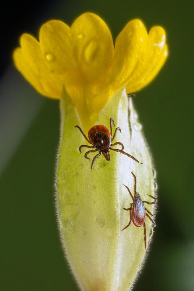 Say Goodbye to Unwanted Guests: Dallas Tick Control Solutions