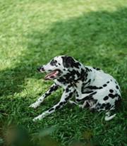 A dog sitting on grass