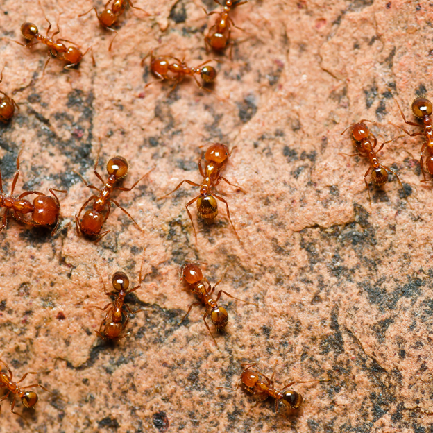 Fire Ant Control in Plano, Texas