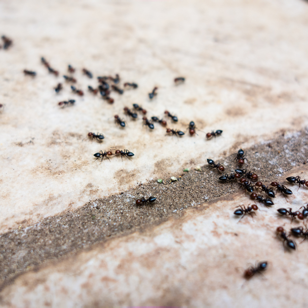 Ant Control in Lake Country