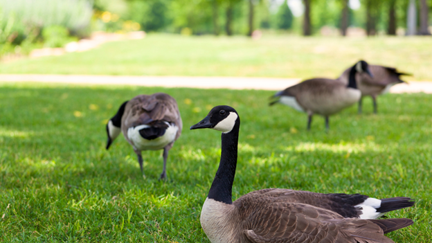 Goose Control with Mosquito Squad in Minneapolis