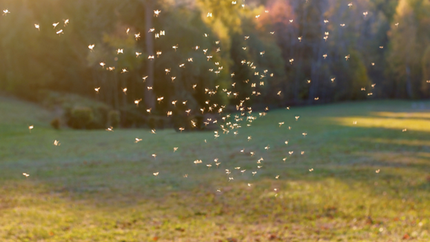 How Often Should You Treat for Mosquitoes in Fullerton?