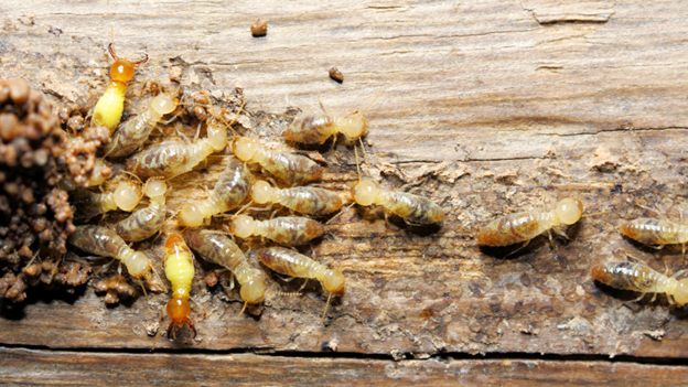 When Does Termite Season Start in Lake Success, NY and How To Prepare For It