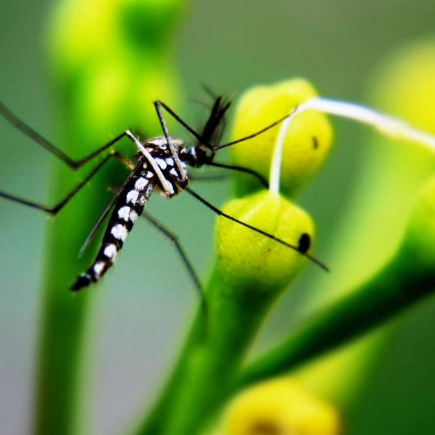 Common Questions about Pewaukee Mosquito Control