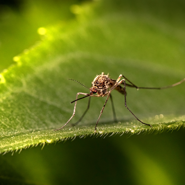 Relief from Pests with Menomonee Falls Mosquito Control