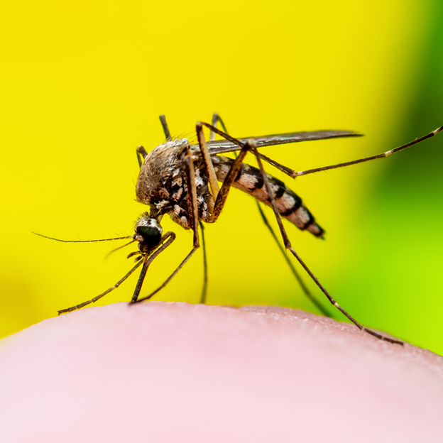 Need Mukwonago Mosquito Control? Call Mosquito Squad!