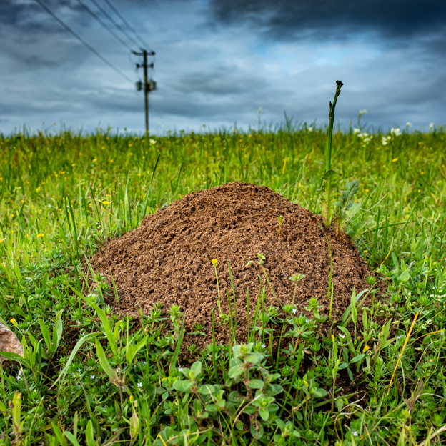 Highland Park, Texas, Fire Ant Control