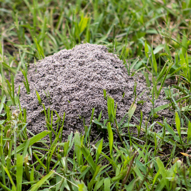 We Have Solutions for Fire Ant Control in Kerr Lake, VA