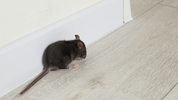 Proactive Rodent Prevention: What to Do Before Mice Show Up