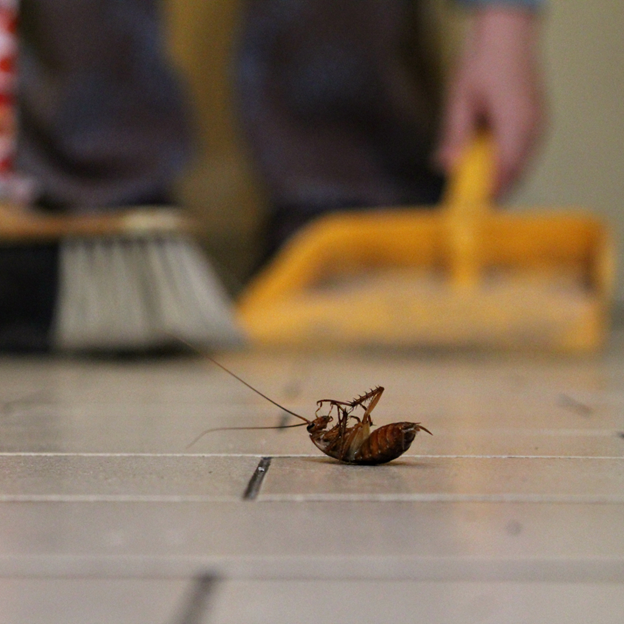 Dallas Cockroach Control