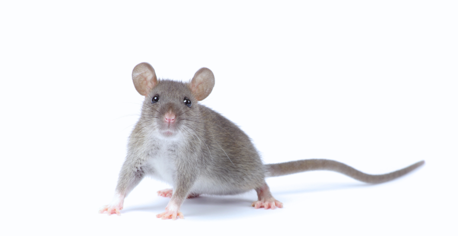 Early Signs of Rodent Infestations You Should Never Ignore