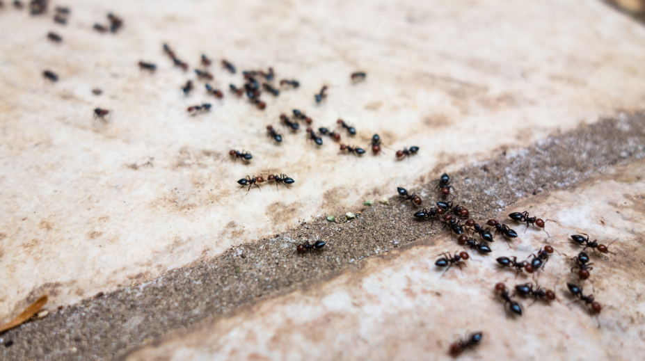 Who to Rely on for Signal Mountain Ant Control?
