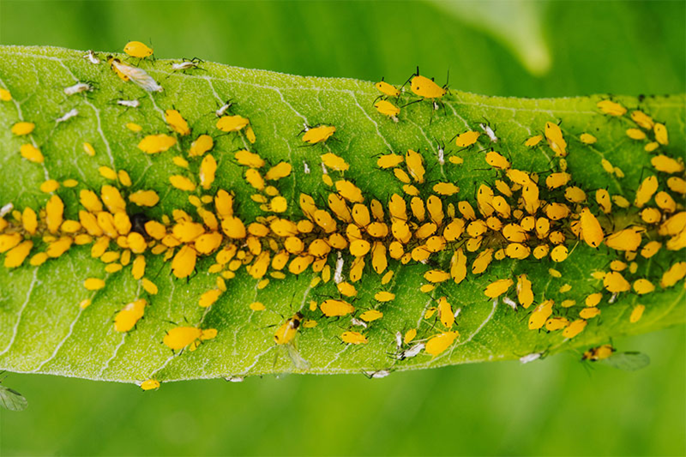 A swarm of aphids on a leaf