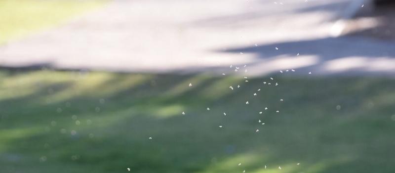 Are gnats dangerous?