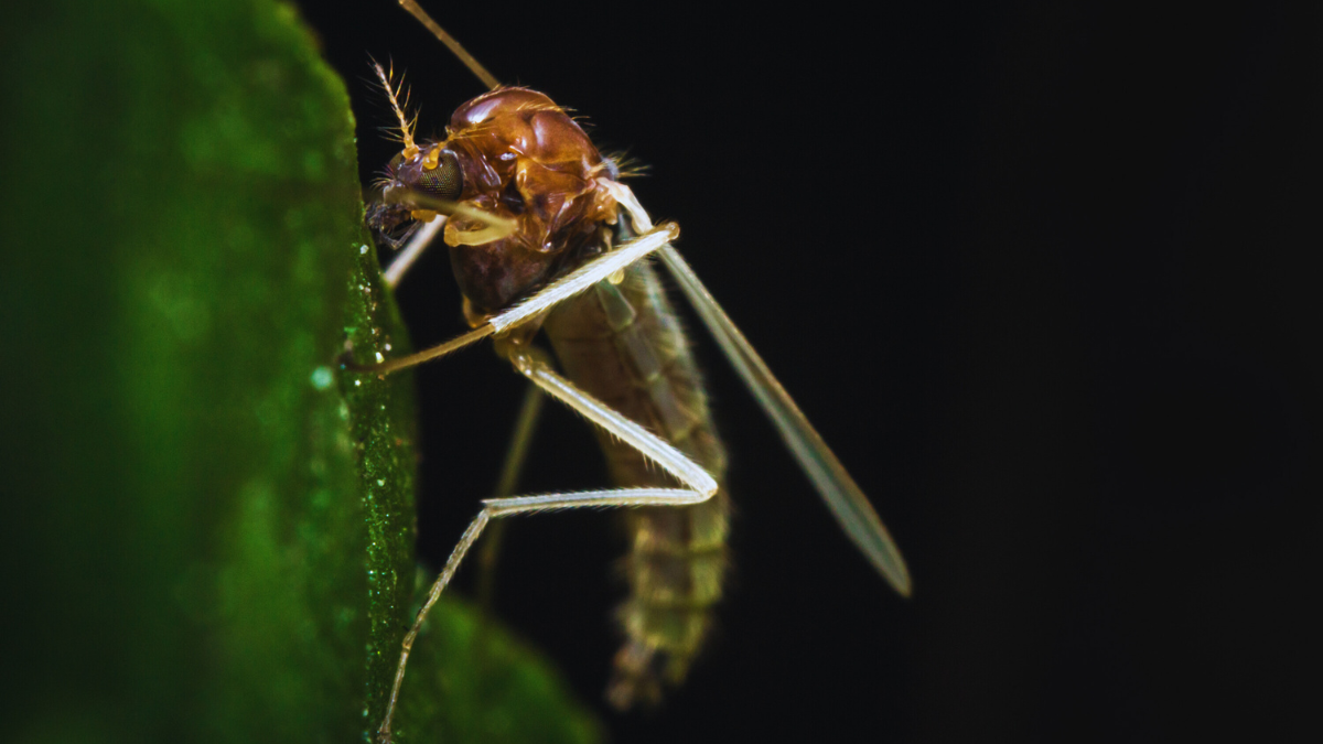 Are These Gnats Inside My House?