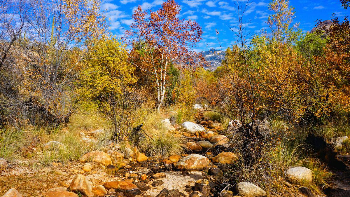 Autumn Pests in El Paso
