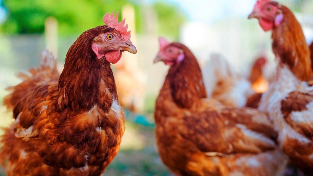 How Backyard Chickens Can Help Keep Mosquitoes Away!