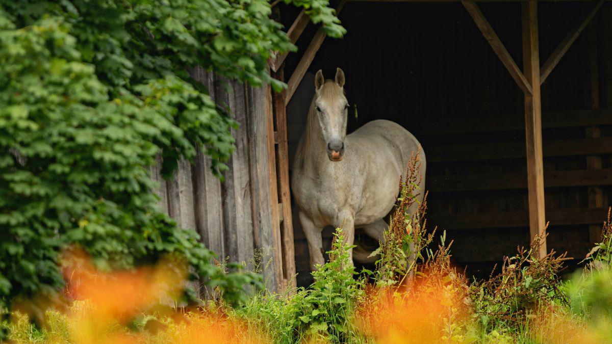 The Importance of Controlling Barn Pests
