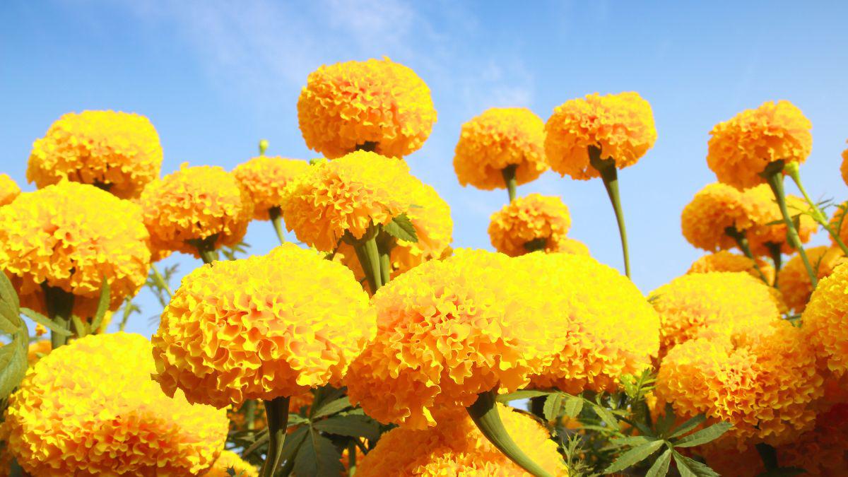 Beautify Your Garden with Mosquito-Repellent Plant