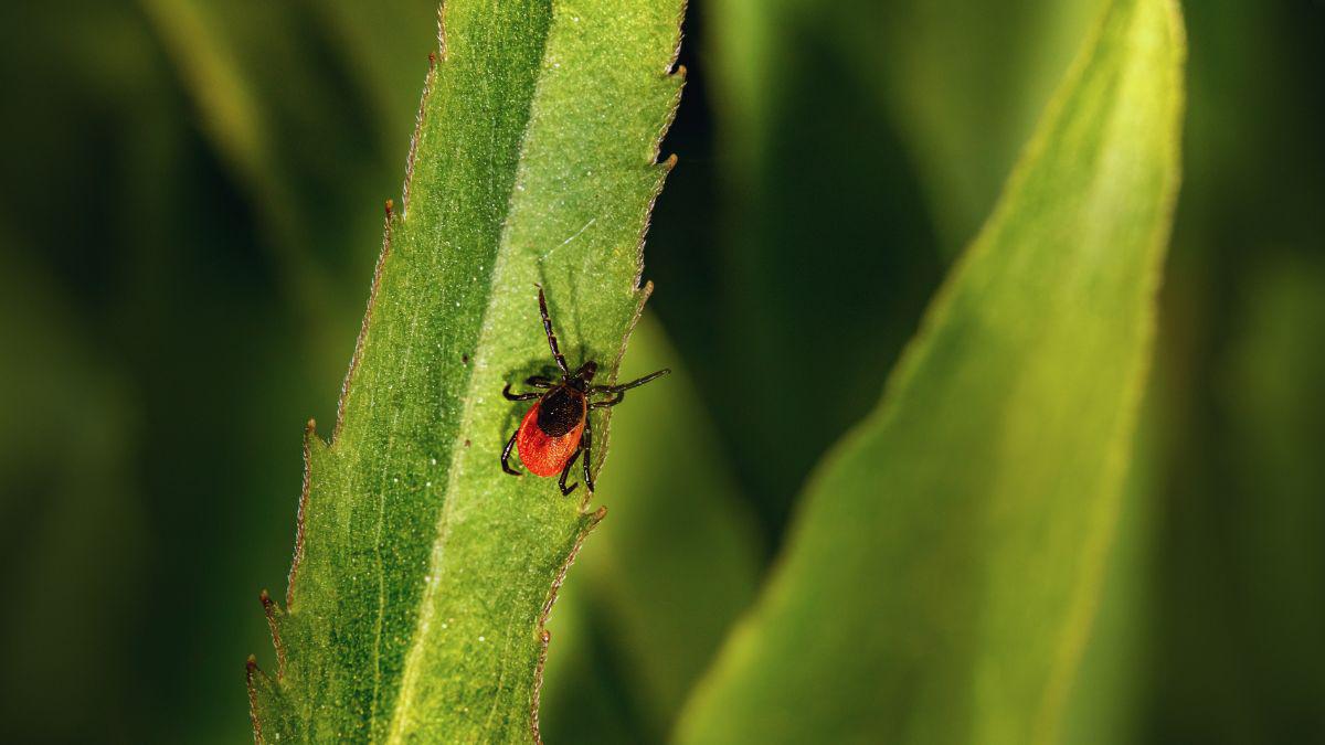 Which Tick Yard Treatment is Best for Me?