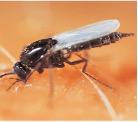 biting midge