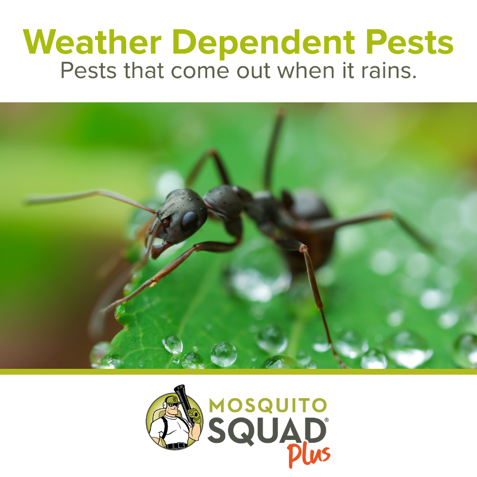 Weather Dependent Pests