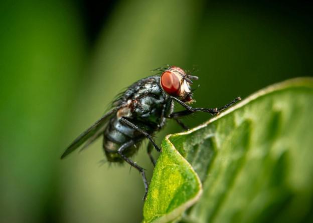 Stop Swatting – Try Mosquito Squad’s Waukesha Fly Control Solutions!