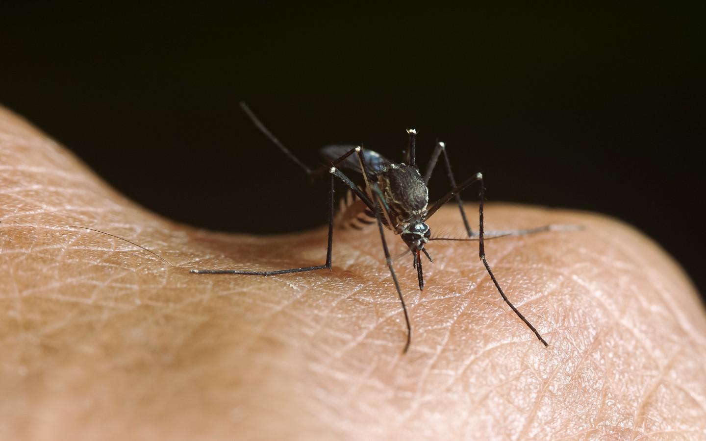 Take Back Your Outdoors with Buford Mosquito Control