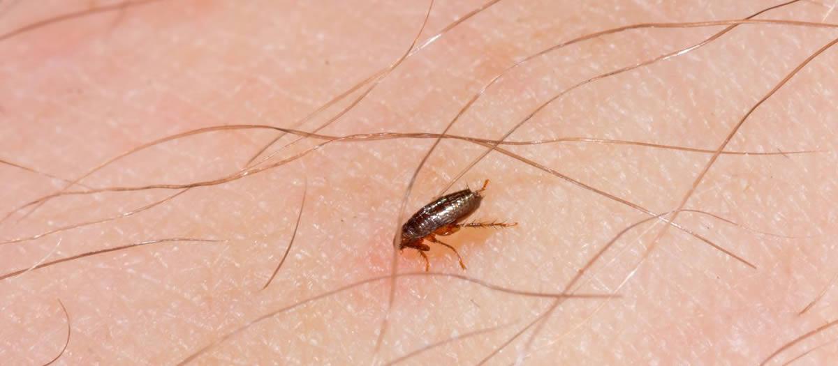 Can Fleas Fly?