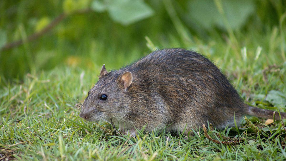 Can Rodents Make Us Sick?