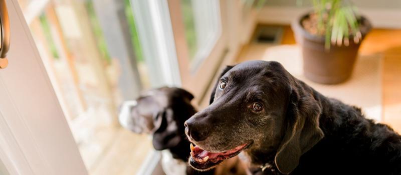 Can ticks infest a Florida home like fleas?