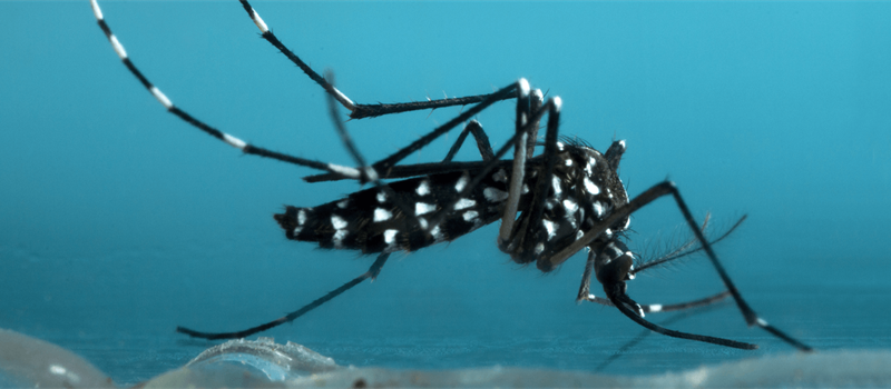 What Are The Types Of Mosquitoes In El Paso?