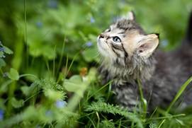 cat sitting in tall grass