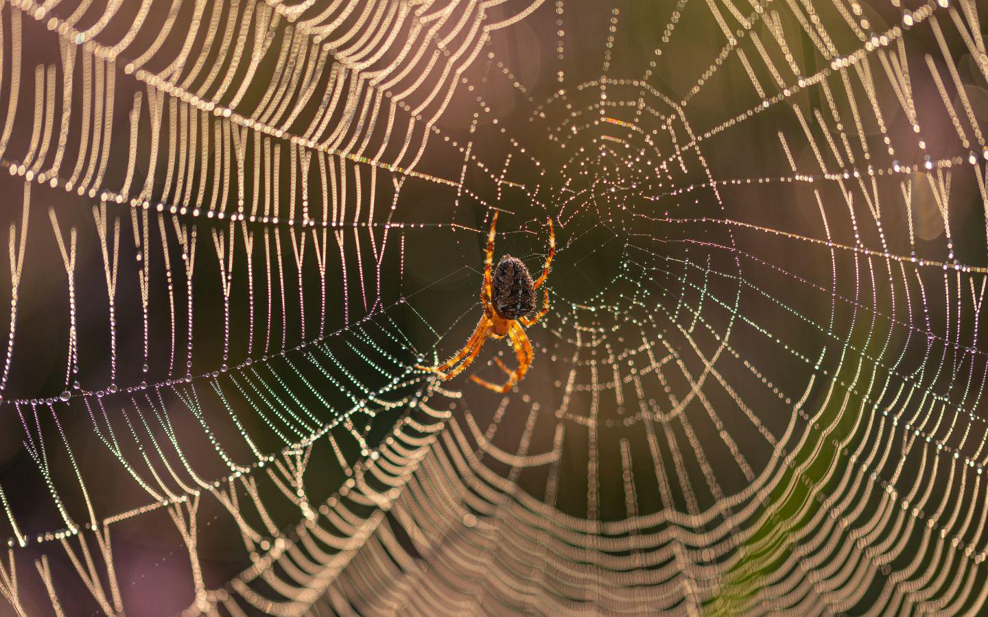 spider web with a spider
