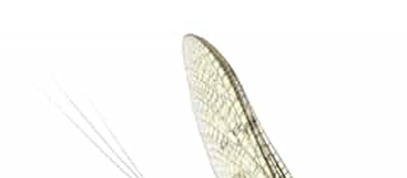 The Mosquito Imposter