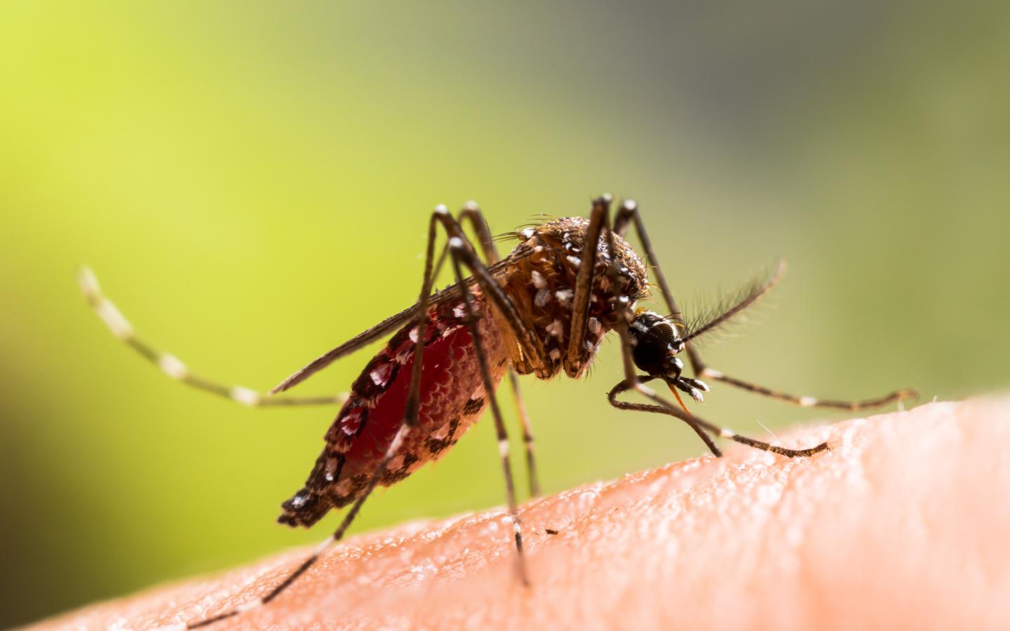 Enjoy Your Outdoor Spaces with Cumming Mosquito Control