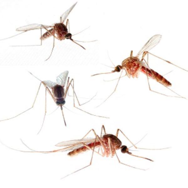 A picture containing insect

Description automatically generated