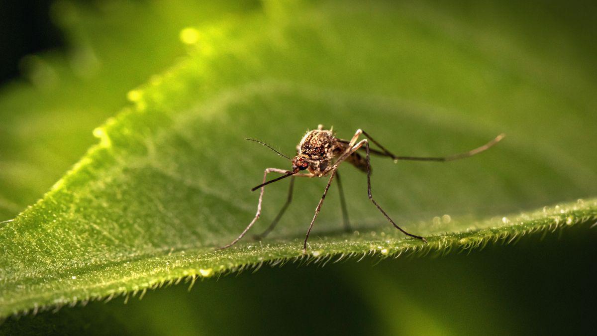 Do Mosquitoes Really Disappear in Jacksonville Winters?